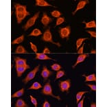 Immunofluorescence - Anti-DAAM2 Antibody (A15717) - Antibodies.com