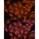 Immunofluorescence - Anti-DAAM2 Antibody (A15717) - Antibodies.com