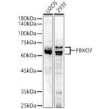 Western Blot - Anti-FBXO7 Antibody (A15718) - Antibodies.com