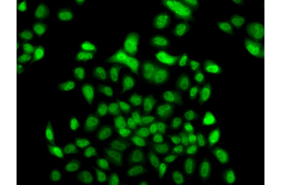 Immunofluorescence - Anti-FBXO7 Antibody (A15718) - Antibodies.com