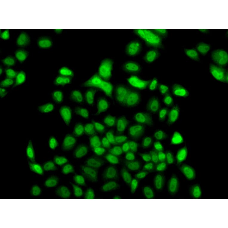 Immunofluorescence - Anti-FBXO7 Antibody (A15718) - Antibodies.com