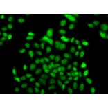 Immunofluorescence - Anti-FBXO7 Antibody (A15718) - Antibodies.com