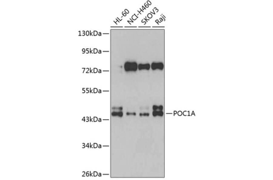 Western Blot - Anti-POC1A Antibody (A15719) - Antibodies.com