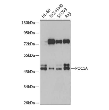 Western Blot - Anti-POC1A Antibody (A15719) - Antibodies.com