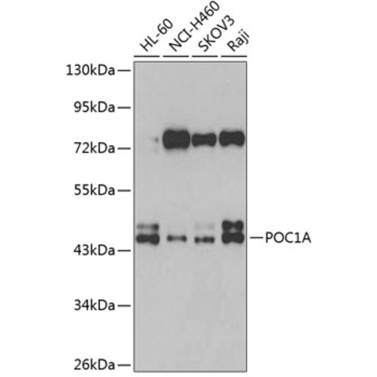 Western Blot - Anti-POC1A Antibody (A15719) - Antibodies.com