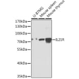 Western Blot - Anti-IL-21R Antibody (A15721) - Antibodies.com