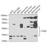 Western Blot - Anti-COQ3 Antibody (A15722) - Antibodies.com