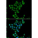 Immunofluorescence - Anti-COQ3 Antibody (A15722) - Antibodies.com