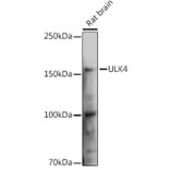 Western Blot - Anti-ULK4 Antibody (A15723) - Antibodies.com
