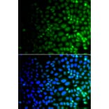 Immunofluorescence - Anti-ULK4 Antibody (A15723) - Antibodies.com