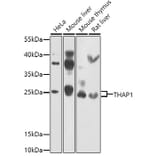 Western Blot - Anti-THAP1 Antibody (A15724) - Antibodies.com