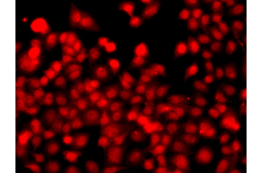 Immunofluorescence - Anti-THAP1 Antibody (A15724) - Antibodies.com