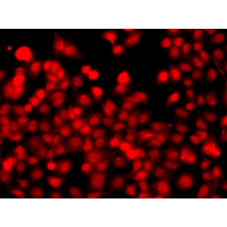 Immunofluorescence - Anti-THAP1 Antibody (A15724) - Antibodies.com