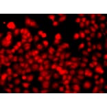 Immunofluorescence - Anti-THAP1 Antibody (A15724) - Antibodies.com