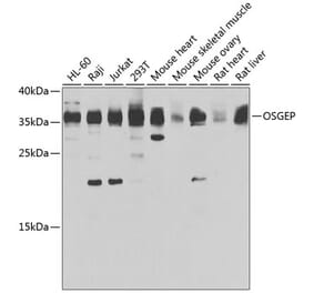 Western Blot - Anti-OSGEP Antibody (A15725) - Antibodies.com