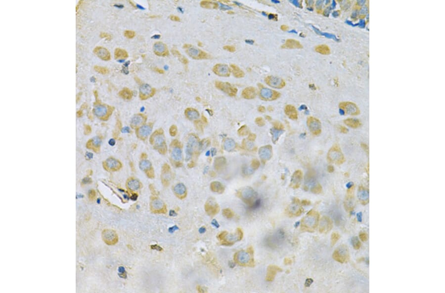 Immunohistochemistry - Anti-SAR1A Antibody (A7476) - Antibodies.com