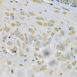 Immunohistochemistry - Anti-SAR1A Antibody (A7476) - Antibodies.com