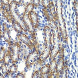 Immunohistochemistry - Anti-ZFAND3 Antibody (A15728) - Antibodies.com