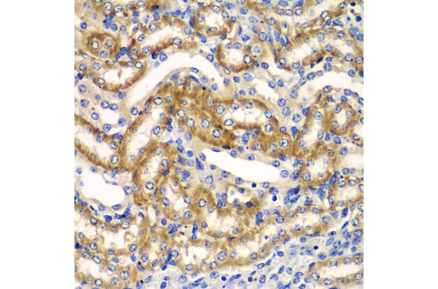 Immunohistochemistry - Anti-ZFAND3 Antibody (A15728) - Antibodies.com