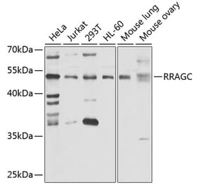 Western Blot - Anti-RRAGC Antibody (A15729) - Antibodies.com