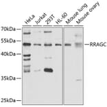 Western Blot - Anti-RRAGC Antibody (A15729) - Antibodies.com