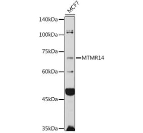 Western Blot - Anti-MTMR14 Antibody (A15730) - Antibodies.com
