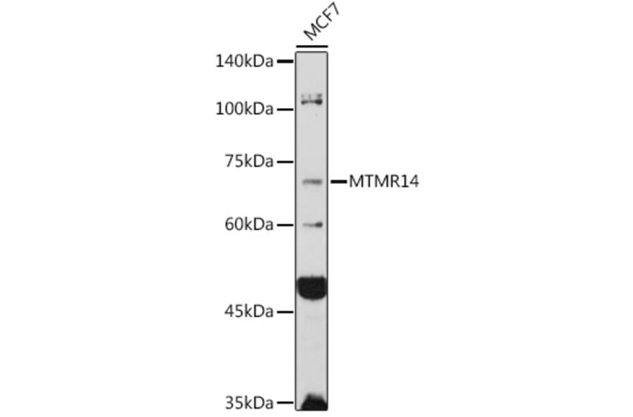 Western Blot - Anti-MTMR14 Antibody (A15730) - Antibodies.com