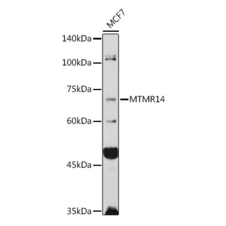 Western Blot - Anti-MTMR14 Antibody (A15730) - Antibodies.com