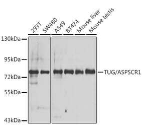 Western Blot - Anti-TUG Antibody (A15731) - Antibodies.com