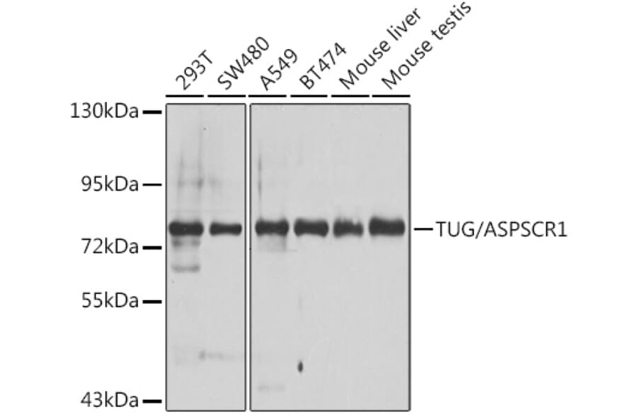 Western Blot - Anti-TUG Antibody (A15731) - Antibodies.com