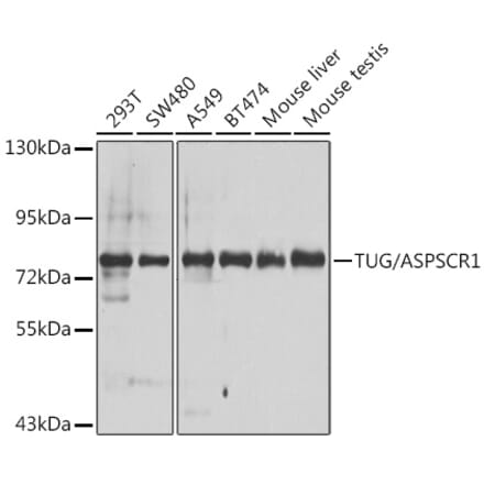 Western Blot - Anti-TUG Antibody (A15731) - Antibodies.com