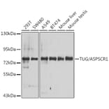 Western Blot - Anti-TUG Antibody (A15731) - Antibodies.com