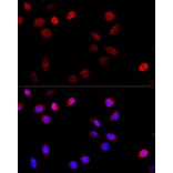 Immunofluorescence - Anti-TUG Antibody (A15731) - Antibodies.com