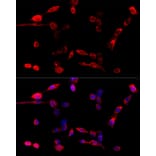 Immunofluorescence - Anti-TUG Antibody (A15731) - Antibodies.com