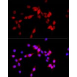 Immunofluorescence - Anti-TUG Antibody (A15731) - Antibodies.com
