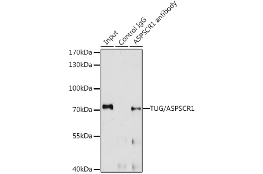 Western Blot - Anti-TUG Antibody (A15731) - Antibodies.com