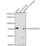 Western Blot - Anti-TUG Antibody (A15731) - Antibodies.com