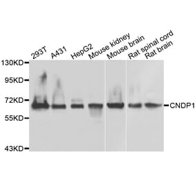 Western Blot - Anti-CNDP1 Antibody (A15732) - Antibodies.com