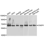 Western Blot - Anti-CNDP1 Antibody (A7485) - Antibodies.com