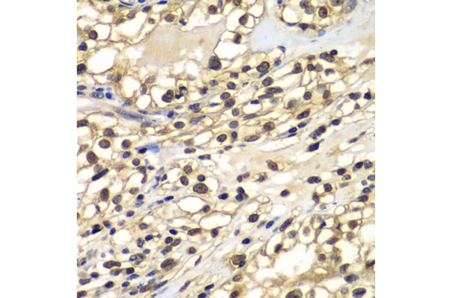 Immunohistochemistry - Anti-ZNF169 Antibody (A7486) - Antibodies.com