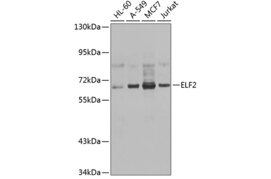 Western Blot - Anti-ELF2/NERF Antibody (A15734) - Antibodies.com