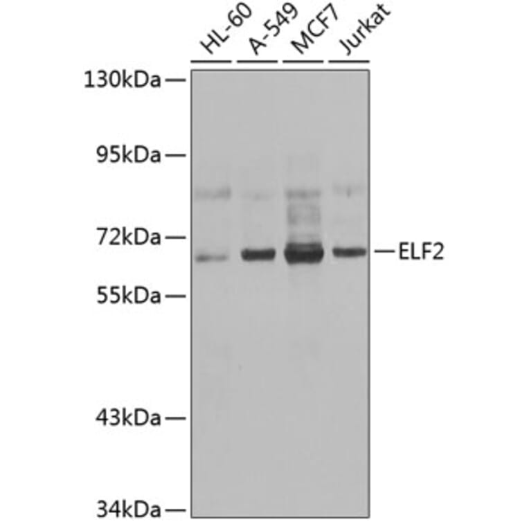 Western Blot - Anti-ELF2/NERF Antibody (A15734) - Antibodies.com