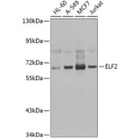 Western Blot - Anti-ELF2/NERF Antibody (A15734) - Antibodies.com