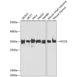 Western Blot - Anti-HCCS Antibody (A15736) - Antibodies.com
