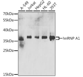Western Blot - Anti-hnRNP A1 Antibody (A15737) - Antibodies.com