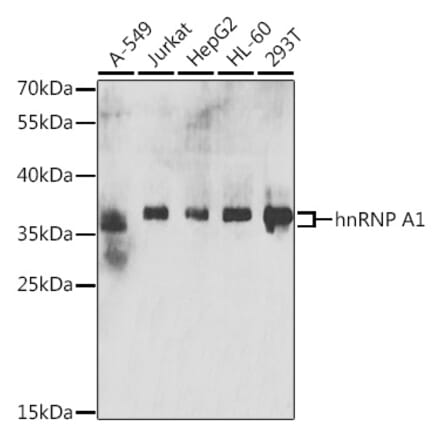 Western Blot - Anti-hnRNP A1 Antibody (A15737) - Antibodies.com