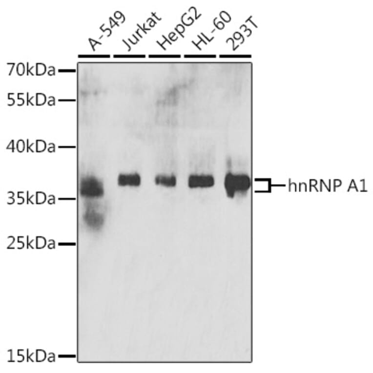 Western Blot - Anti-hnRNP A1 Antibody (A15737) - Antibodies.com