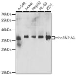 Western Blot - Anti-hnRNP A1 Antibody (A15737) - Antibodies.com