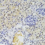 Immunohistochemistry - Anti-hnRNP A1 Antibody (A15737) - Antibodies.com