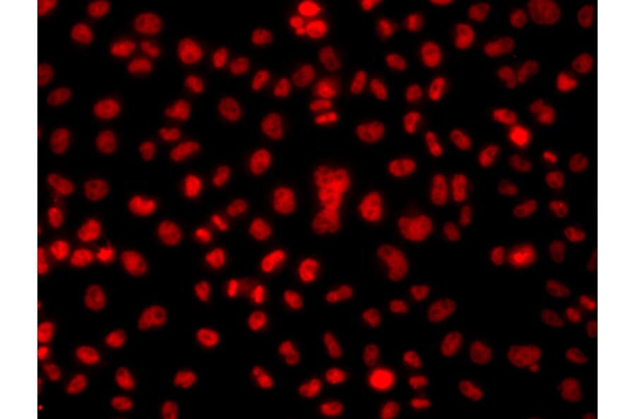 Immunofluorescence - Anti-hnRNP A1 Antibody (A15737) - Antibodies.com
